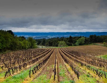 Vineyard outside of Cucuron