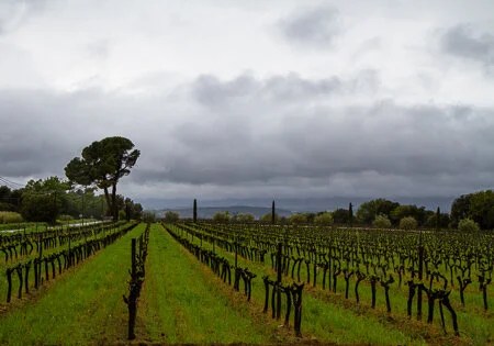 Chateau La Dorgonne vineyards