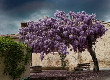 Encore une fois - the wisteria