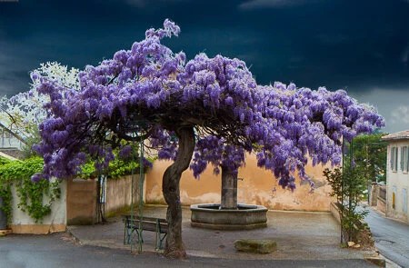  Wisteria in La Motte d'Aigues 