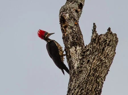 Woodpecker, Posadas