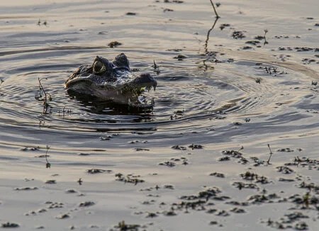 Young Cayman, Iberá wetlands