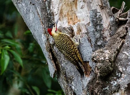 Red Headed Woodpecker, Iberá wetlands