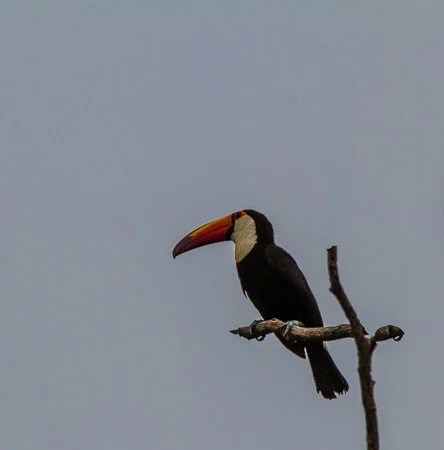 Toucan, Posadas