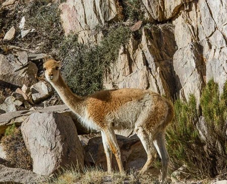 Wild Vicuña, Puna region, Argentina