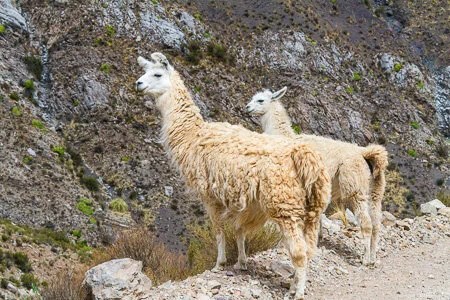 Llama on the rod to Cachi, Puna, Argentina