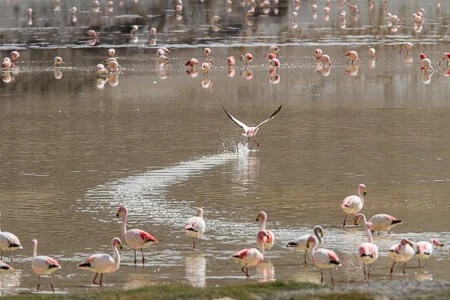 Laguna Grande, flamingos, Puna, Argentina