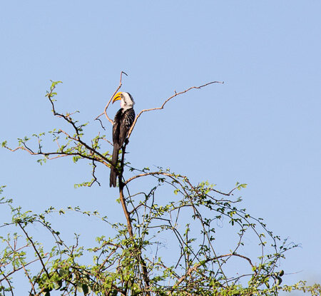 Toucan, Bishingari
