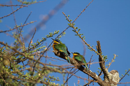 Green Bee-eaters, Bishingari