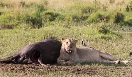 Lion & cape buffalo Maasai Mara