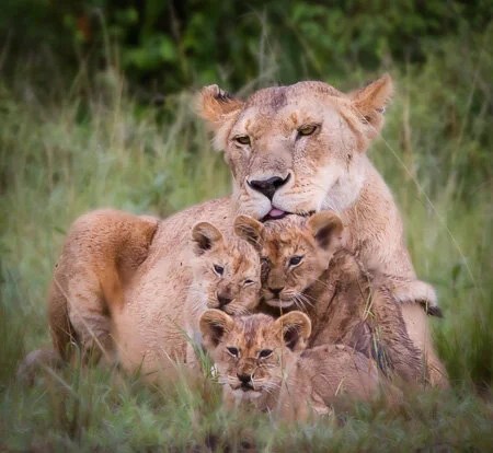 Mother and cubs, Maasai Mara