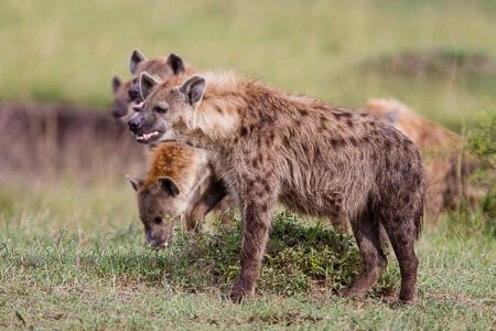  Hyenas, Maasai Mara 