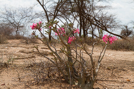 Bottle flowers