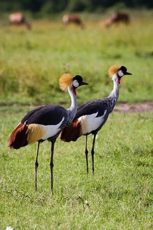 Crowned cranes, Maasai Mara