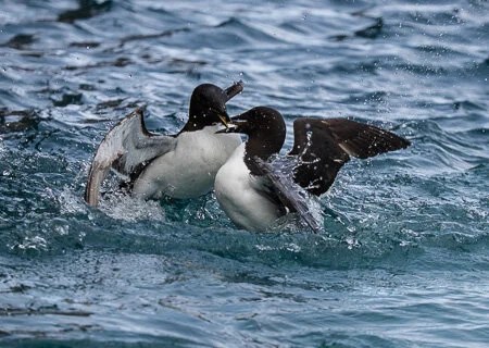 Battling guillemots