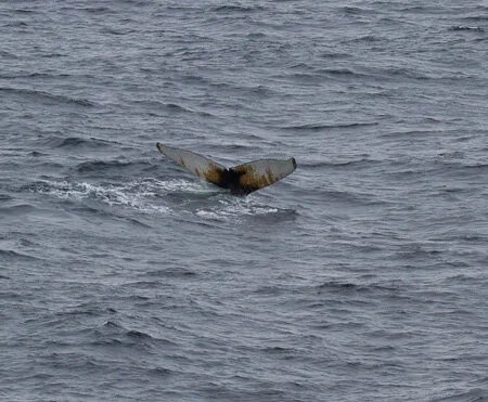  Humpback's flukes 