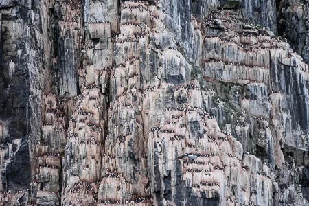 Guillemots roosting