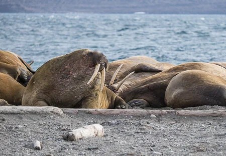 Walrus sleeping in piles