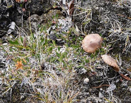  Mushrooms and tundra flowers 