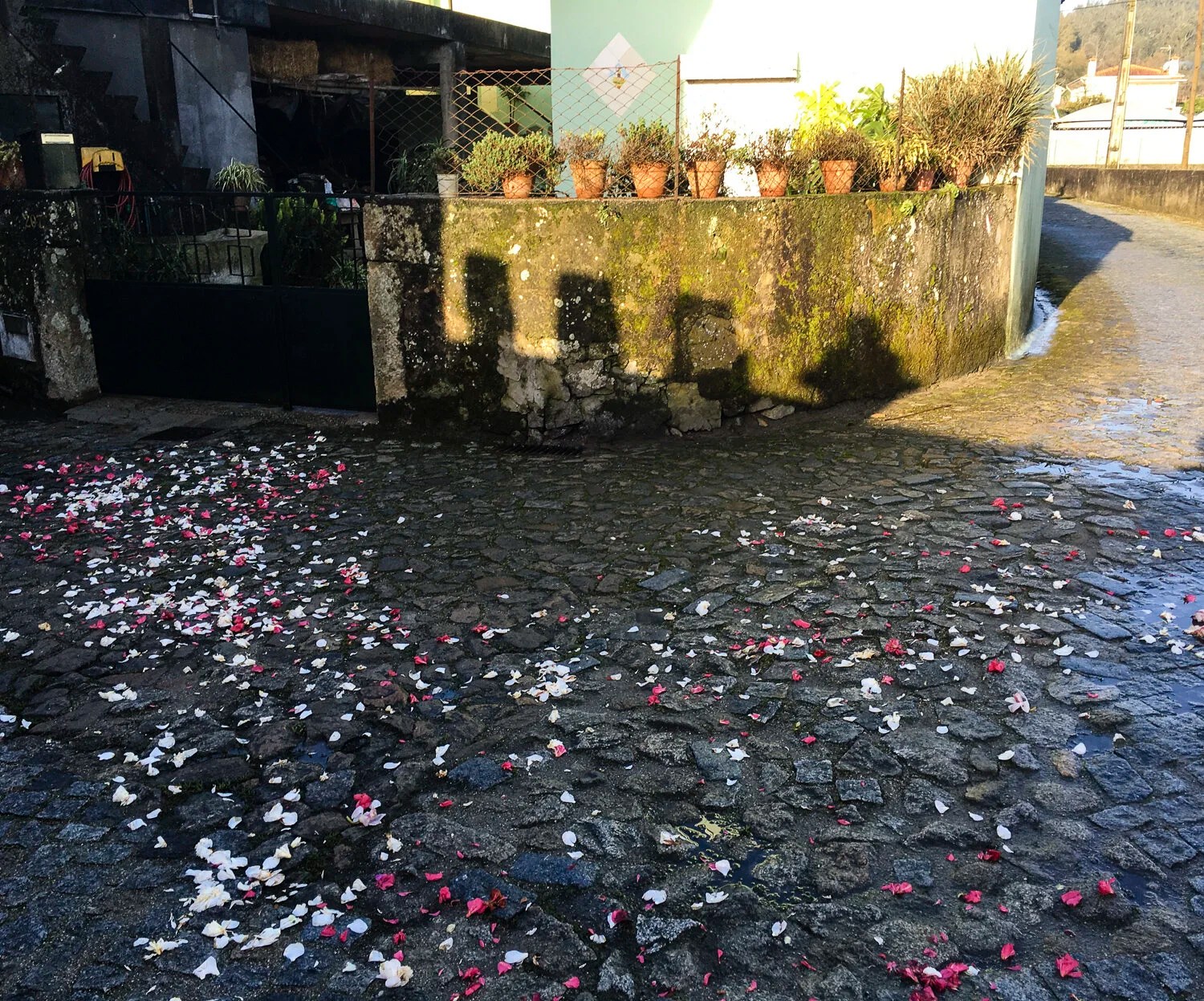  Petals strewn at house door to welcome Easter 