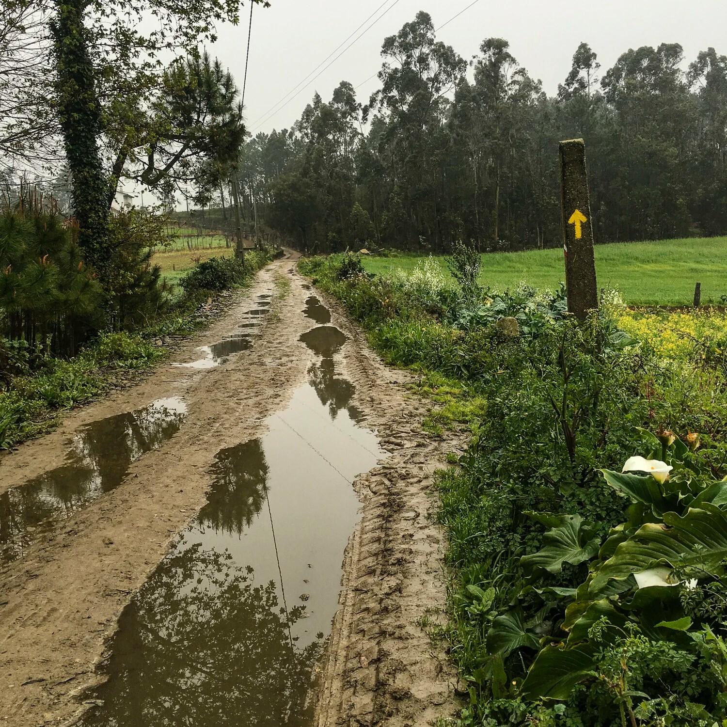  Way marker with wild calla lilies in the right foreground 