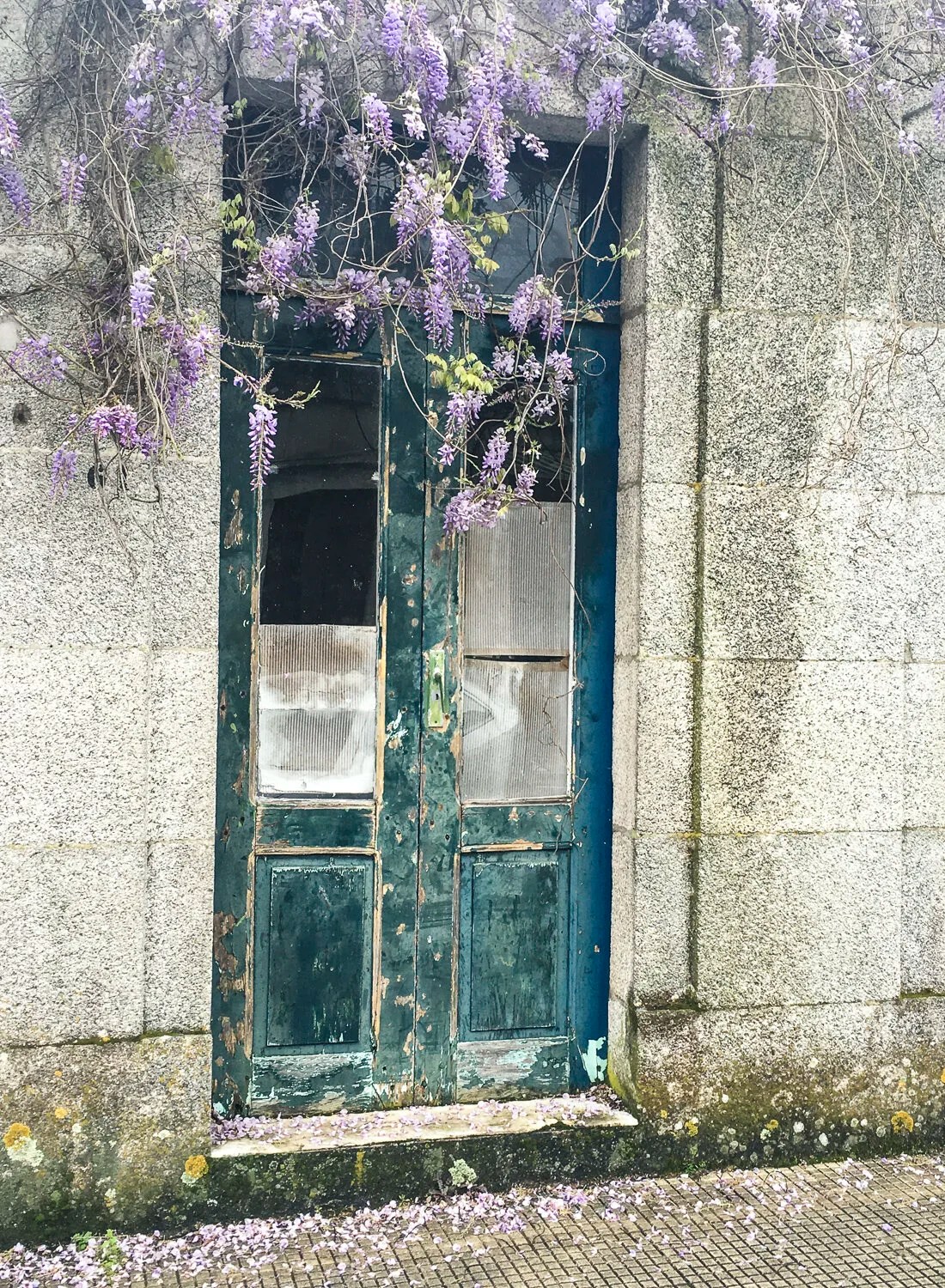 Yet more wisteria, doorway in Tui