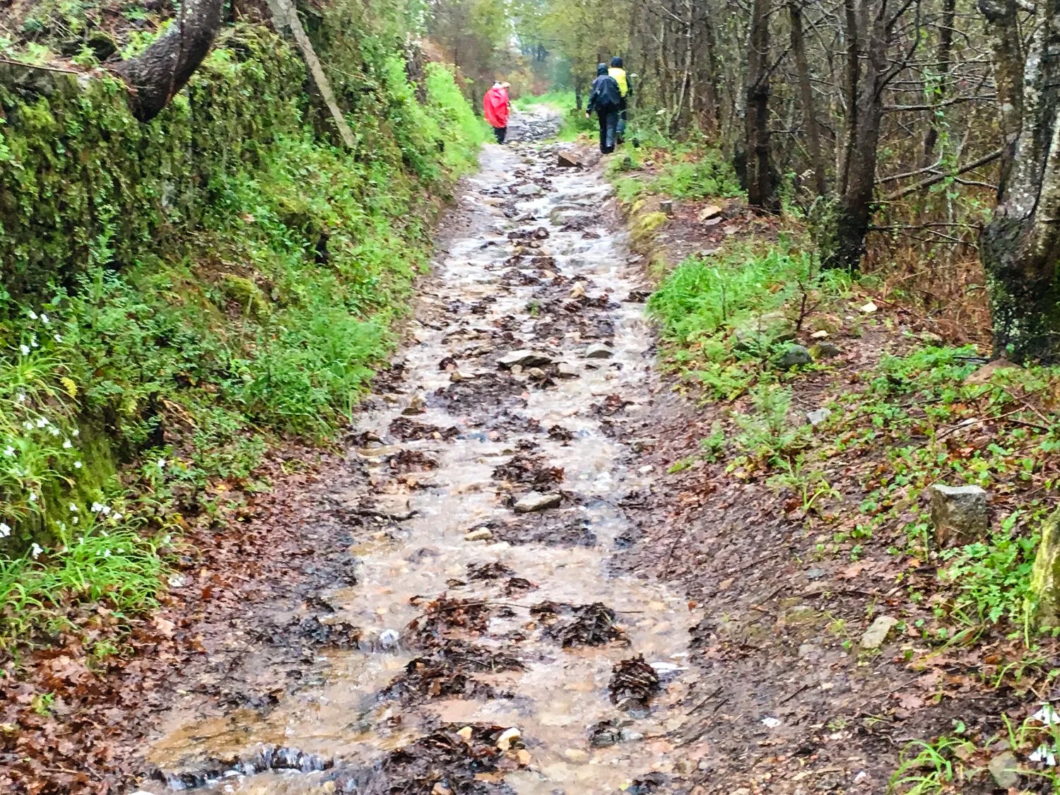  Beginning of our climb. Steeper than it appears. 