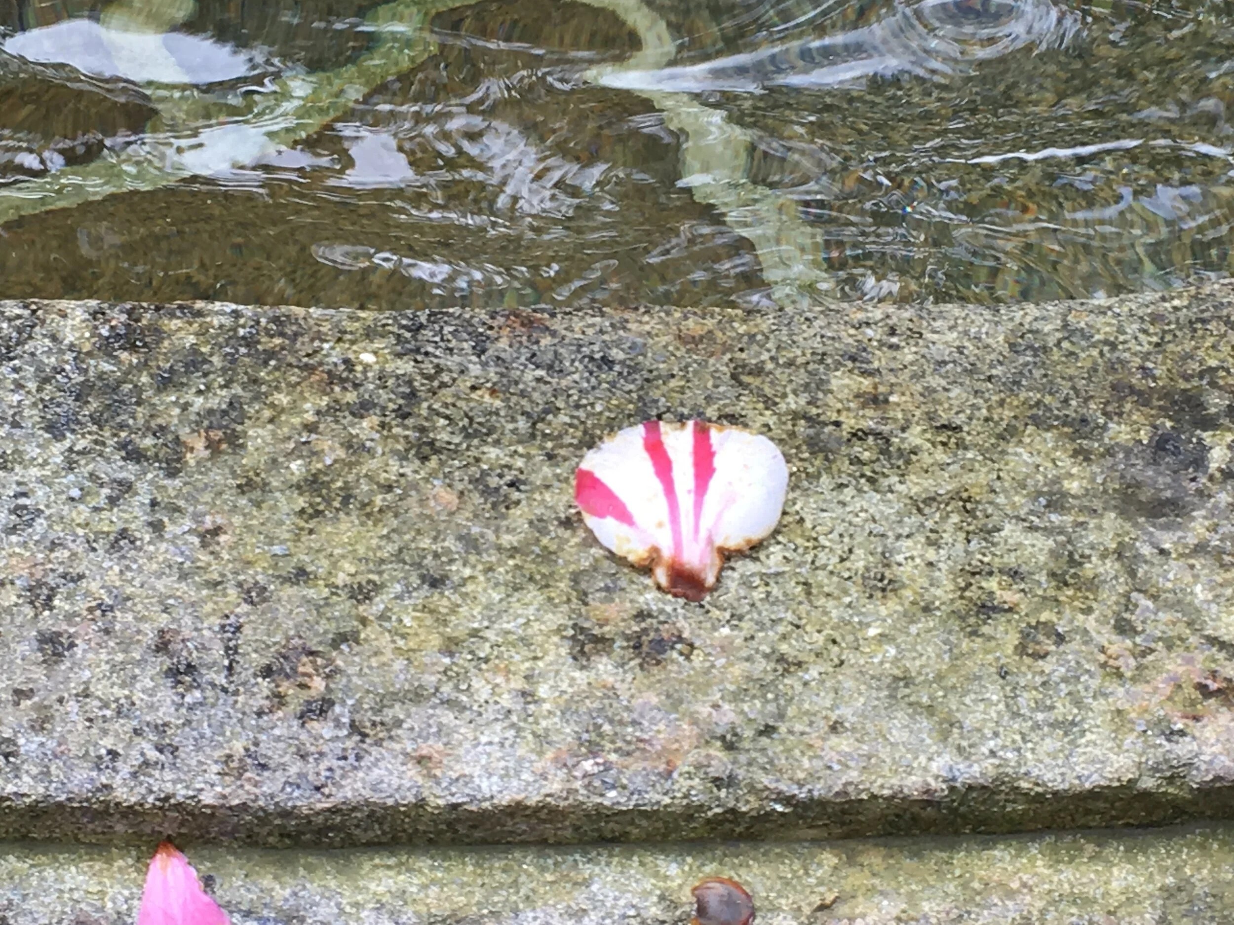  Scallop shaped petal. Fountain of the Compostela office. 