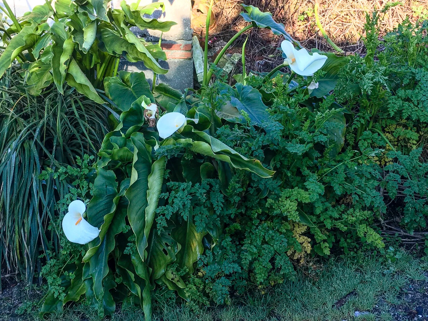  Wild calla lilies, everywhere 