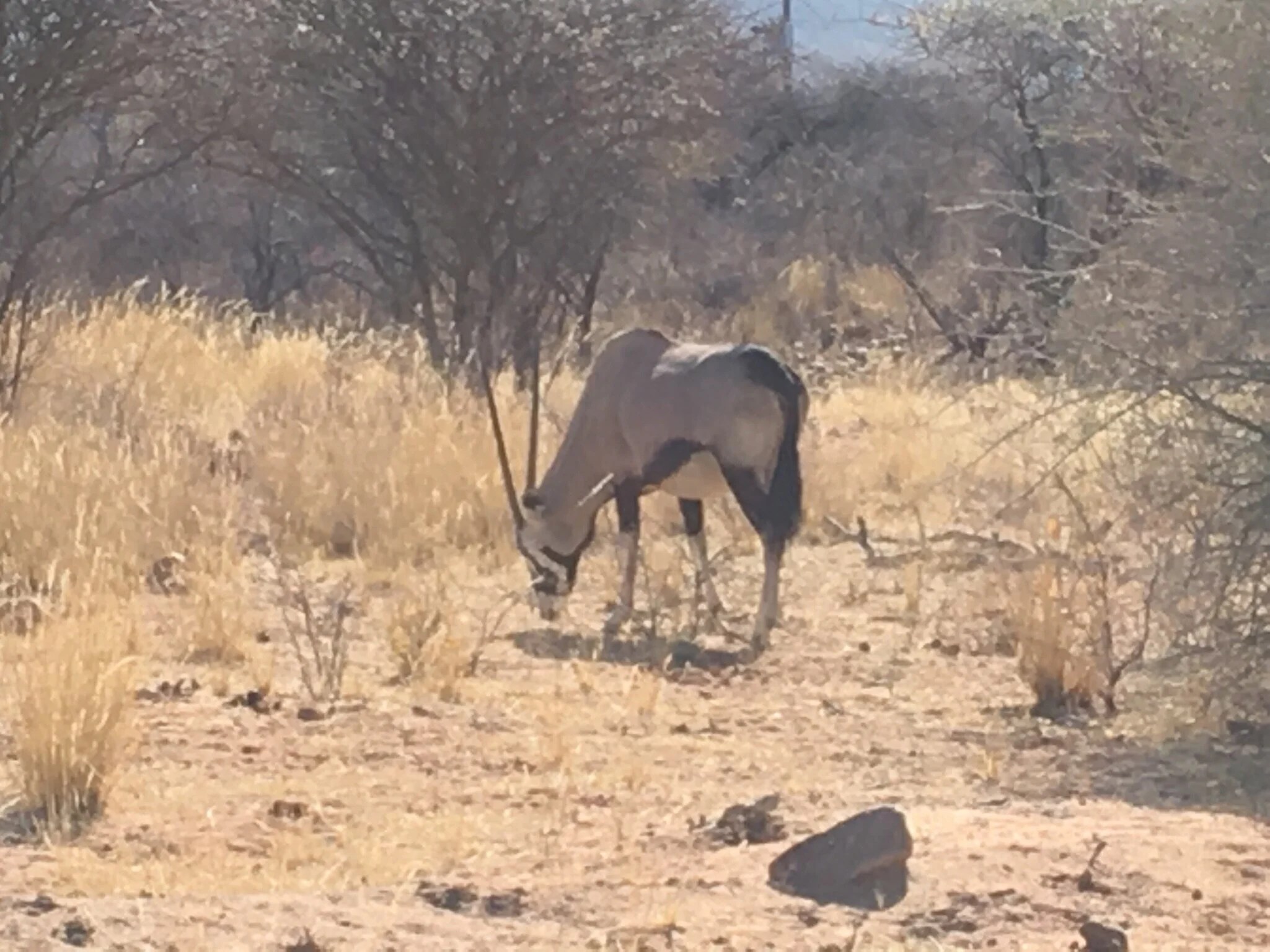  Oryx Etosha 