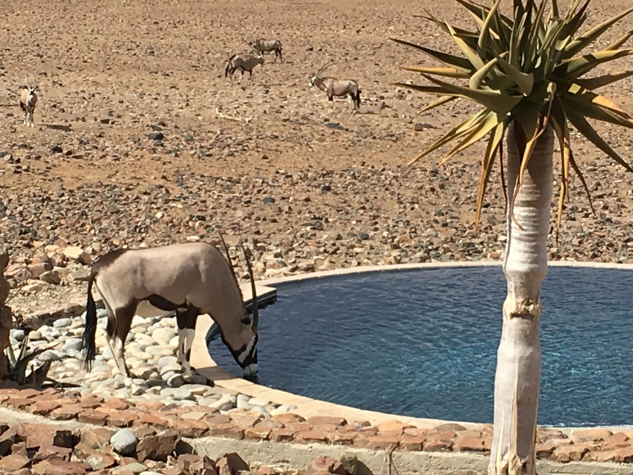  Oryx at the Lodge swimming pool 