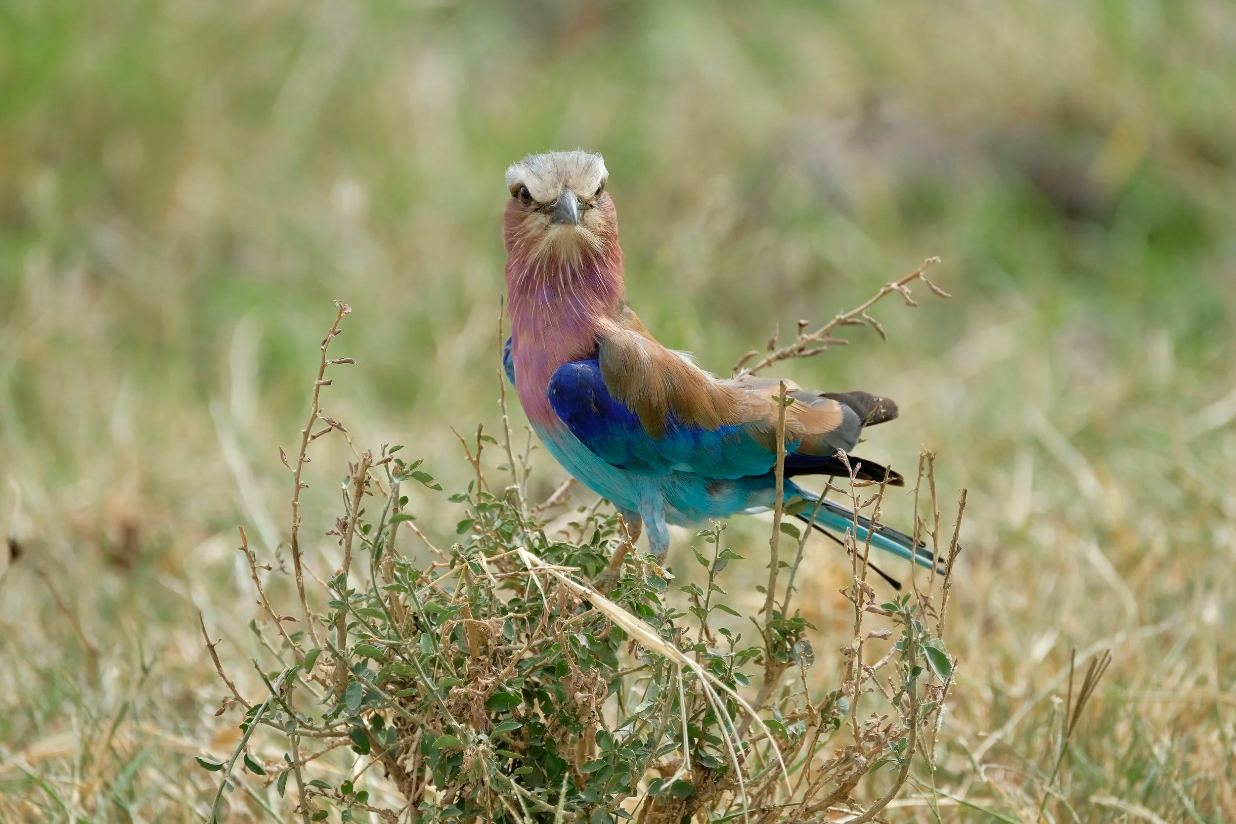  Lilac Breasted Roller 