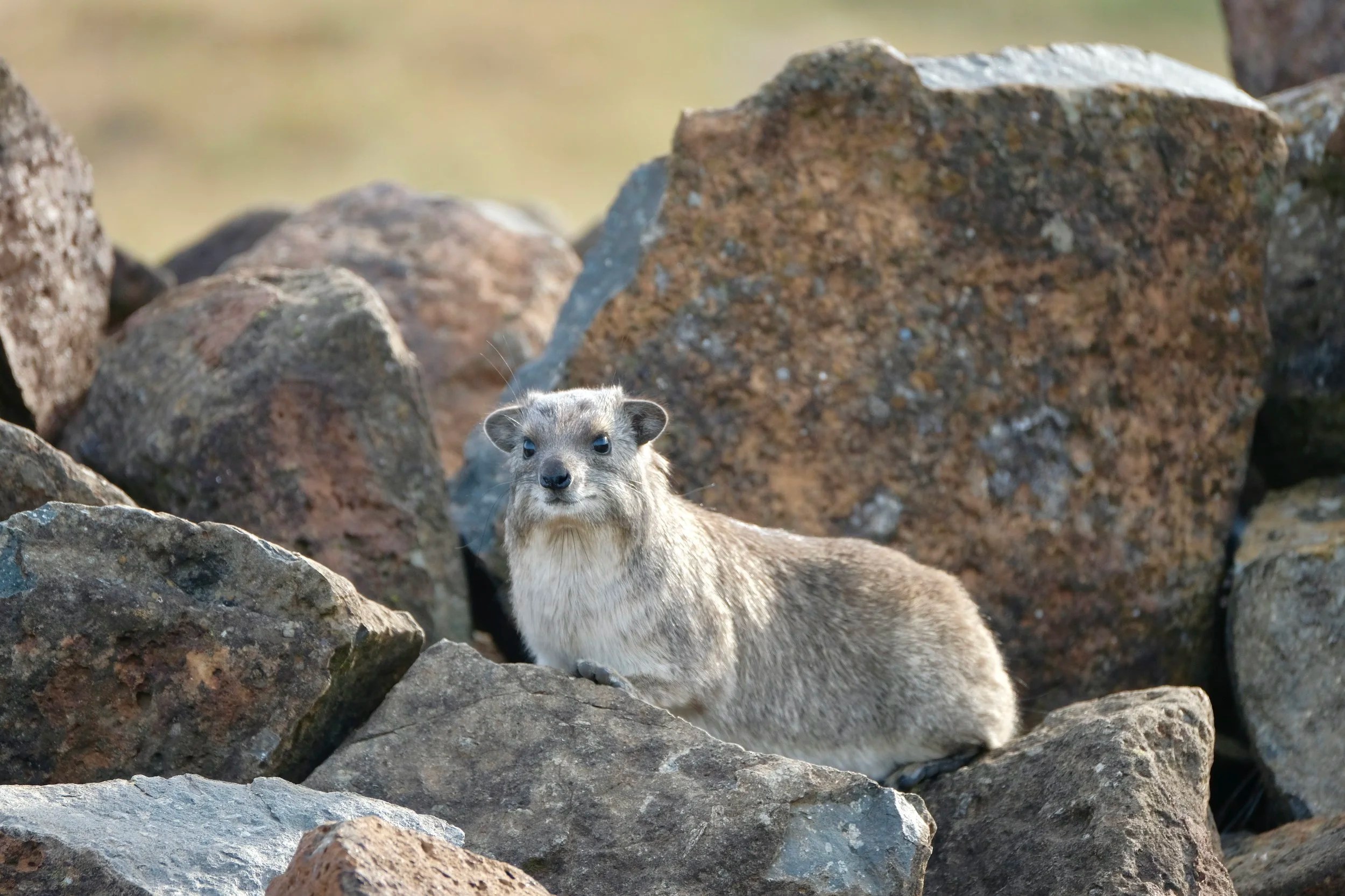  Rock Hyrax 