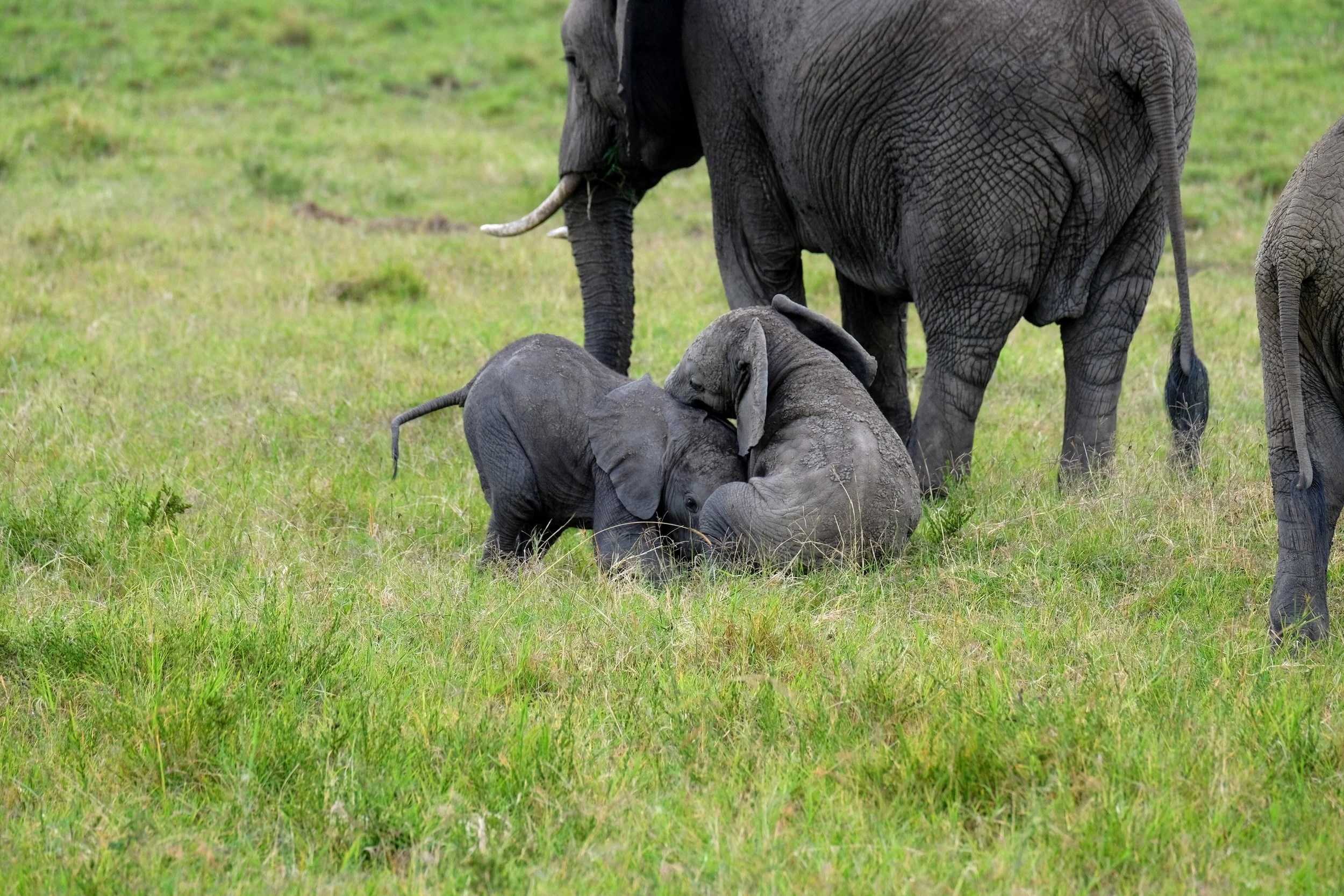  Dennis the Elephant Menace stirring things up 
