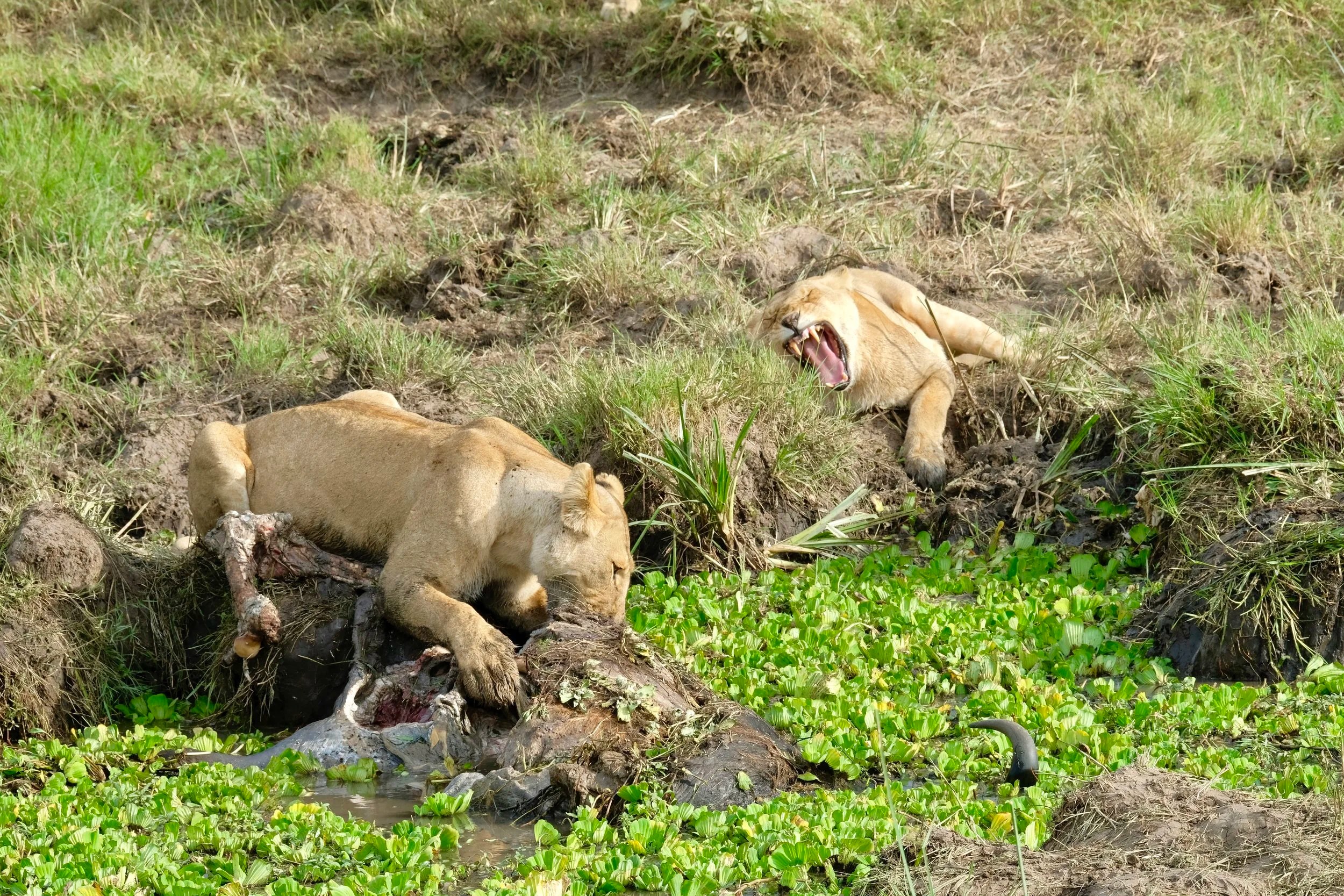  Lionesses arguing over kill 