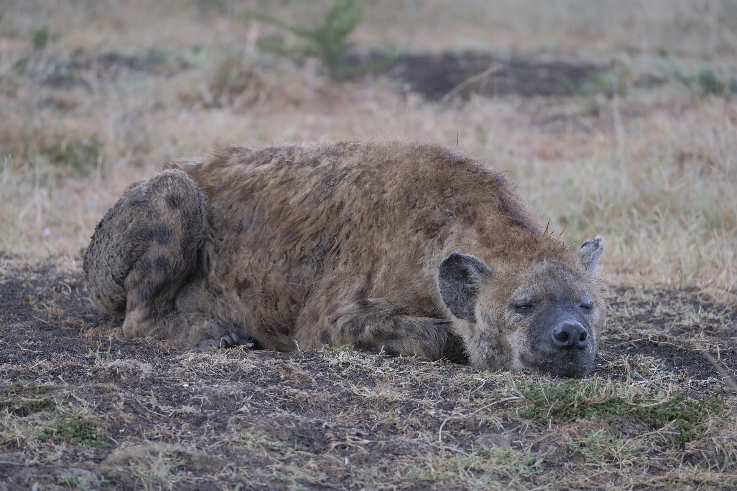  Unhappy hyena in the rain 