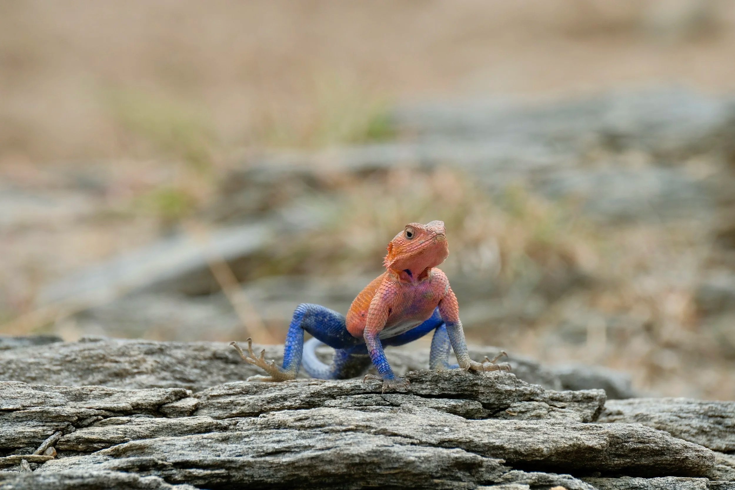   “Superman” Lizard 