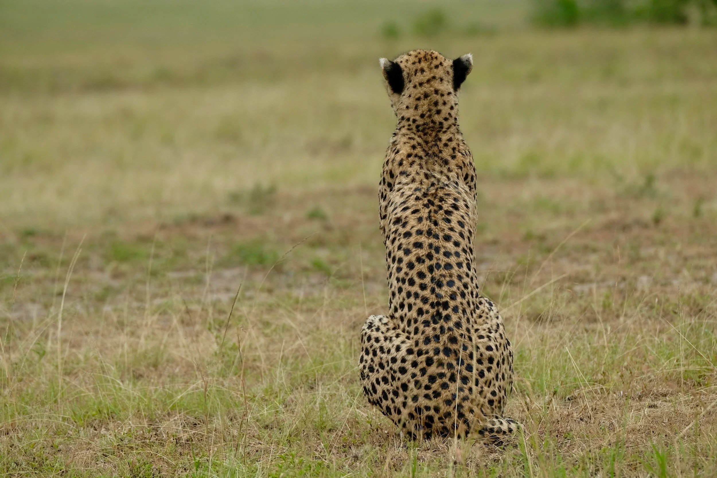  Malika having crossed the river, sits with her back to her boys 