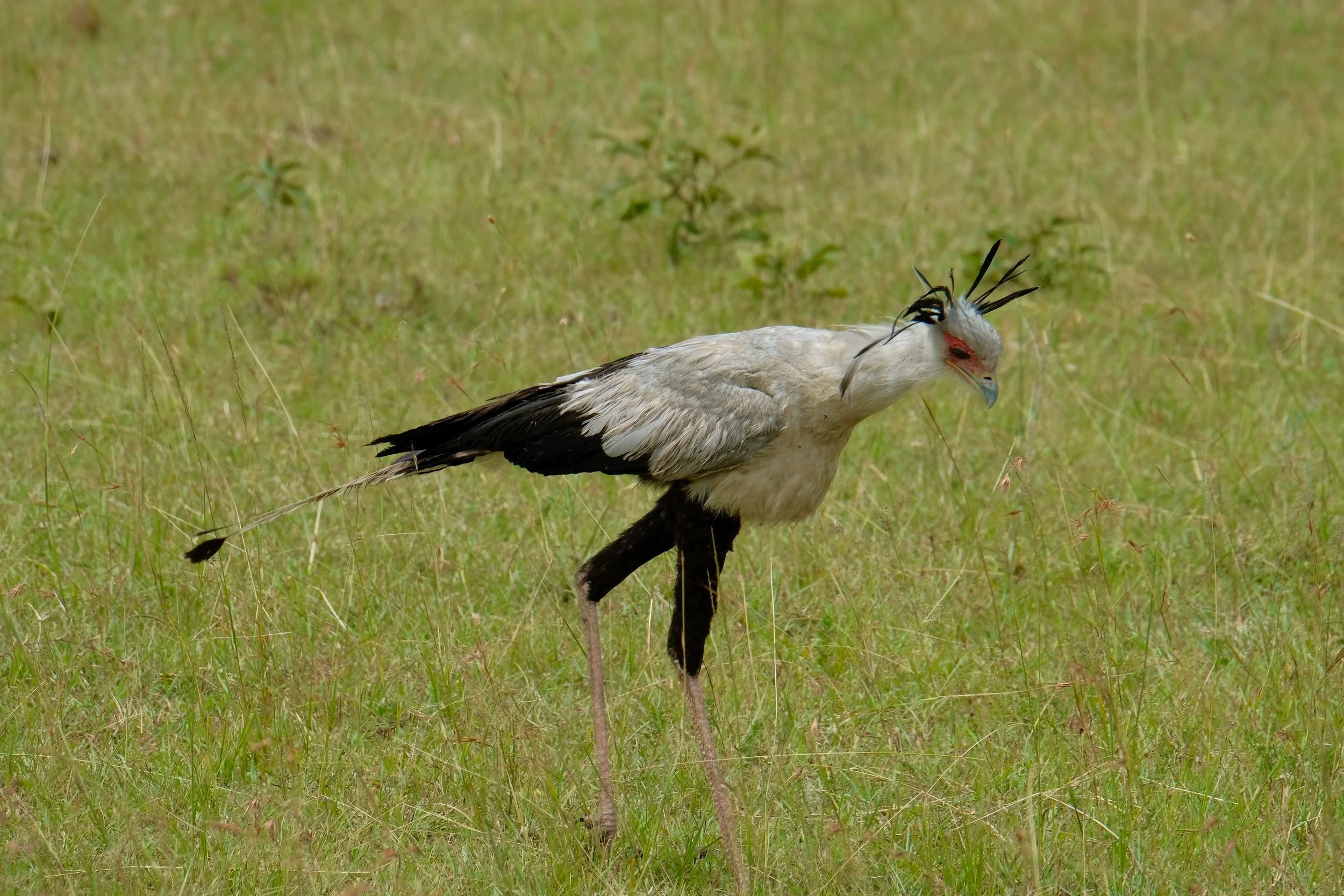  Secretary bird searching for snakes 