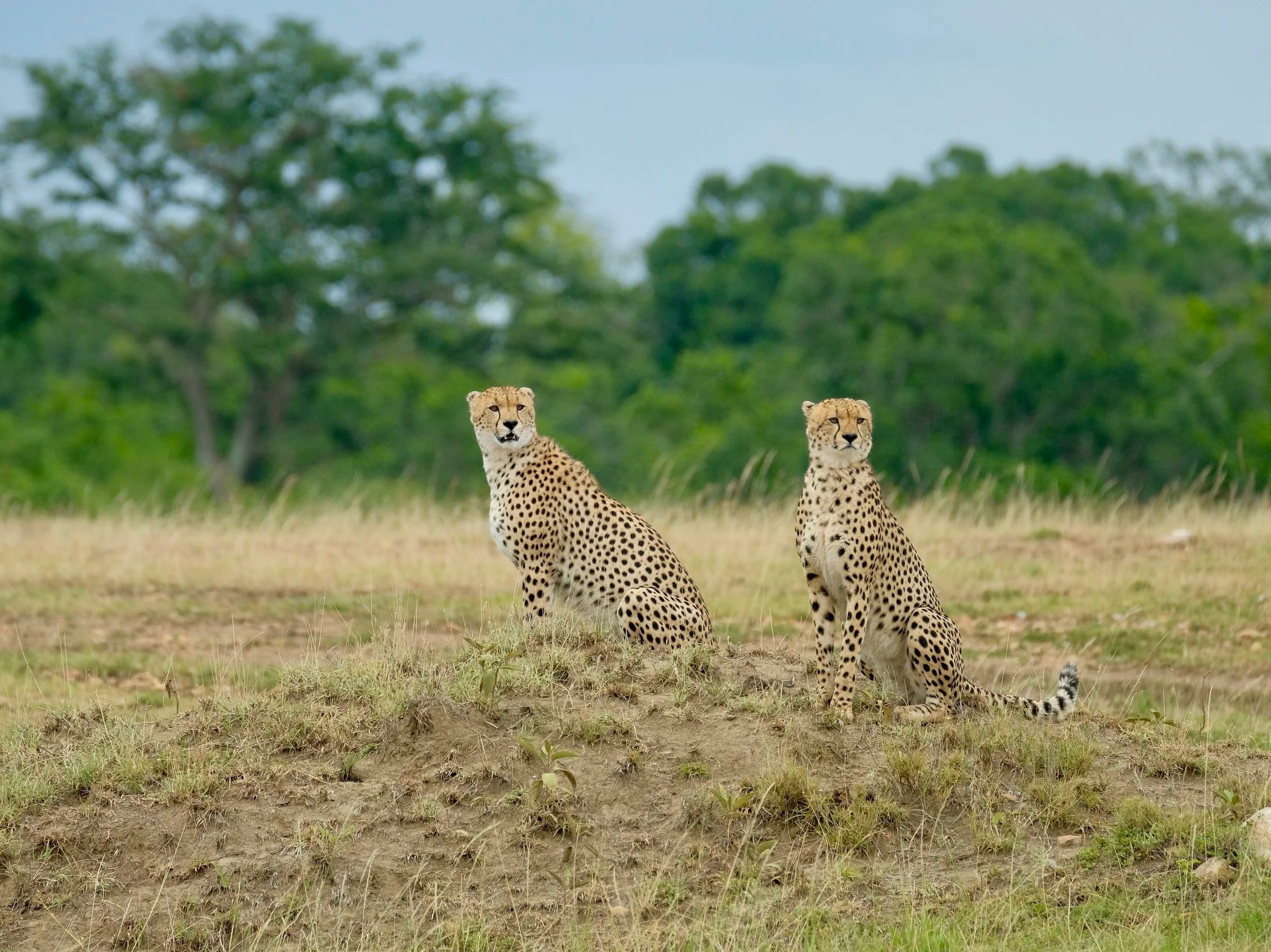  Unhappy cheetah boys calling Malika now on the other side of the river 