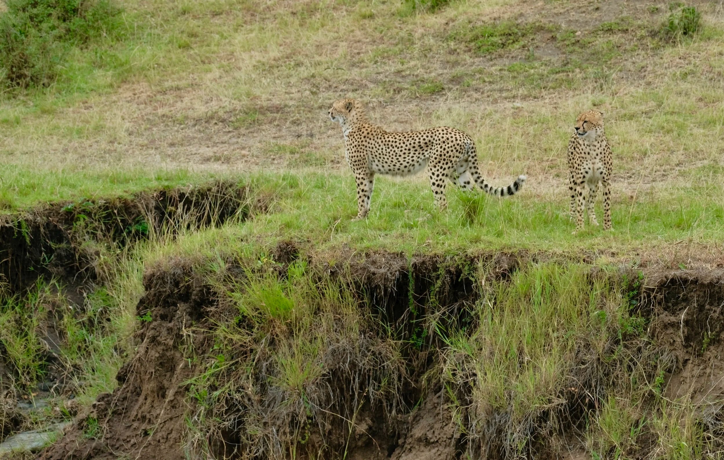  Pacing nervously before attempting the jump 