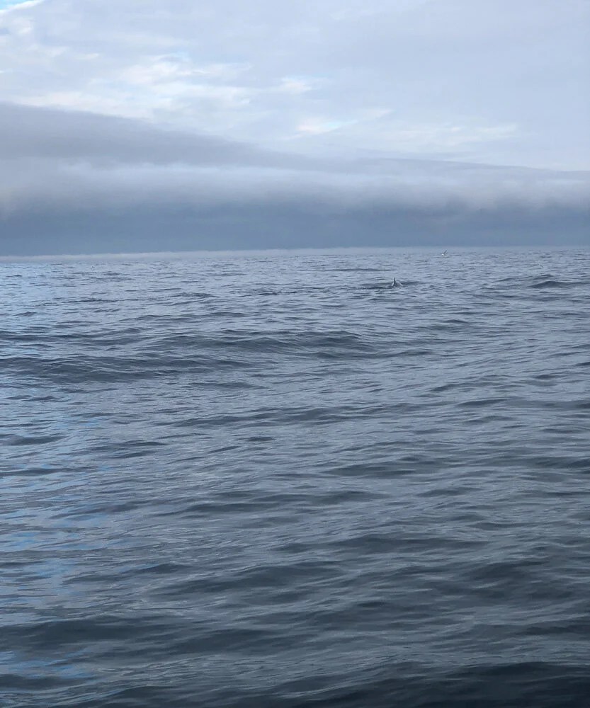  Picture of a whale when you only have your phone! Somewhere in there is a fin! 