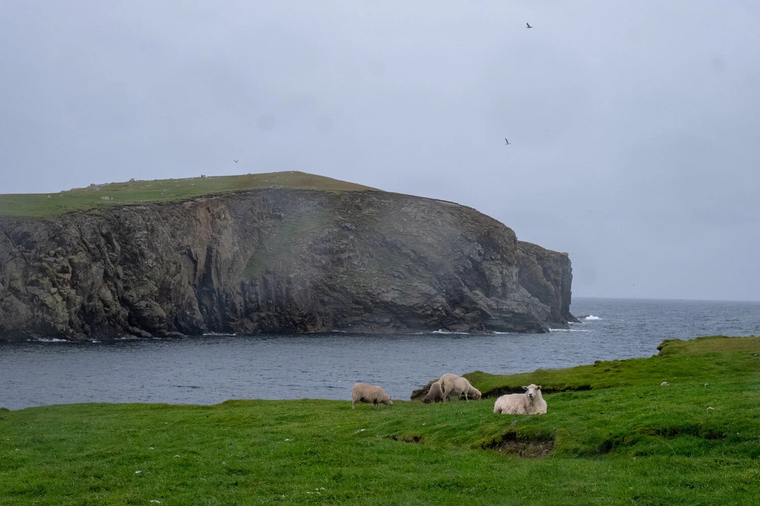  Fair Isle sheep. The bright smears on the cliffs are raindrops on the lens. Impossible to keep the camera dry. 