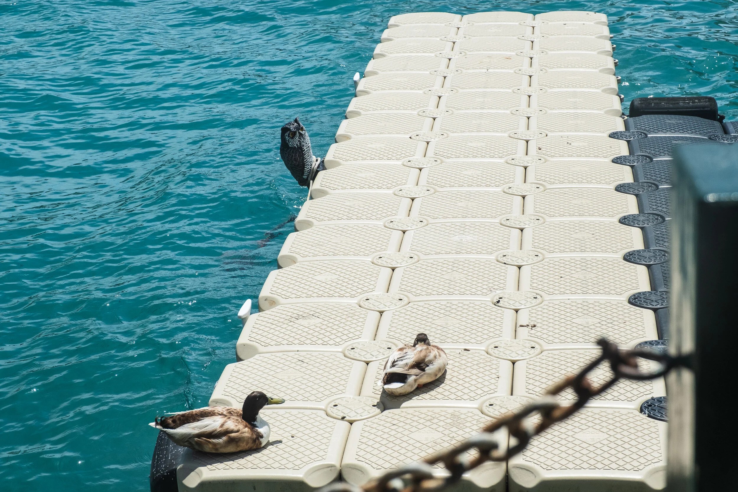 Salt water Mallards unfazed by an owl efigy, probably have never seen one in life!