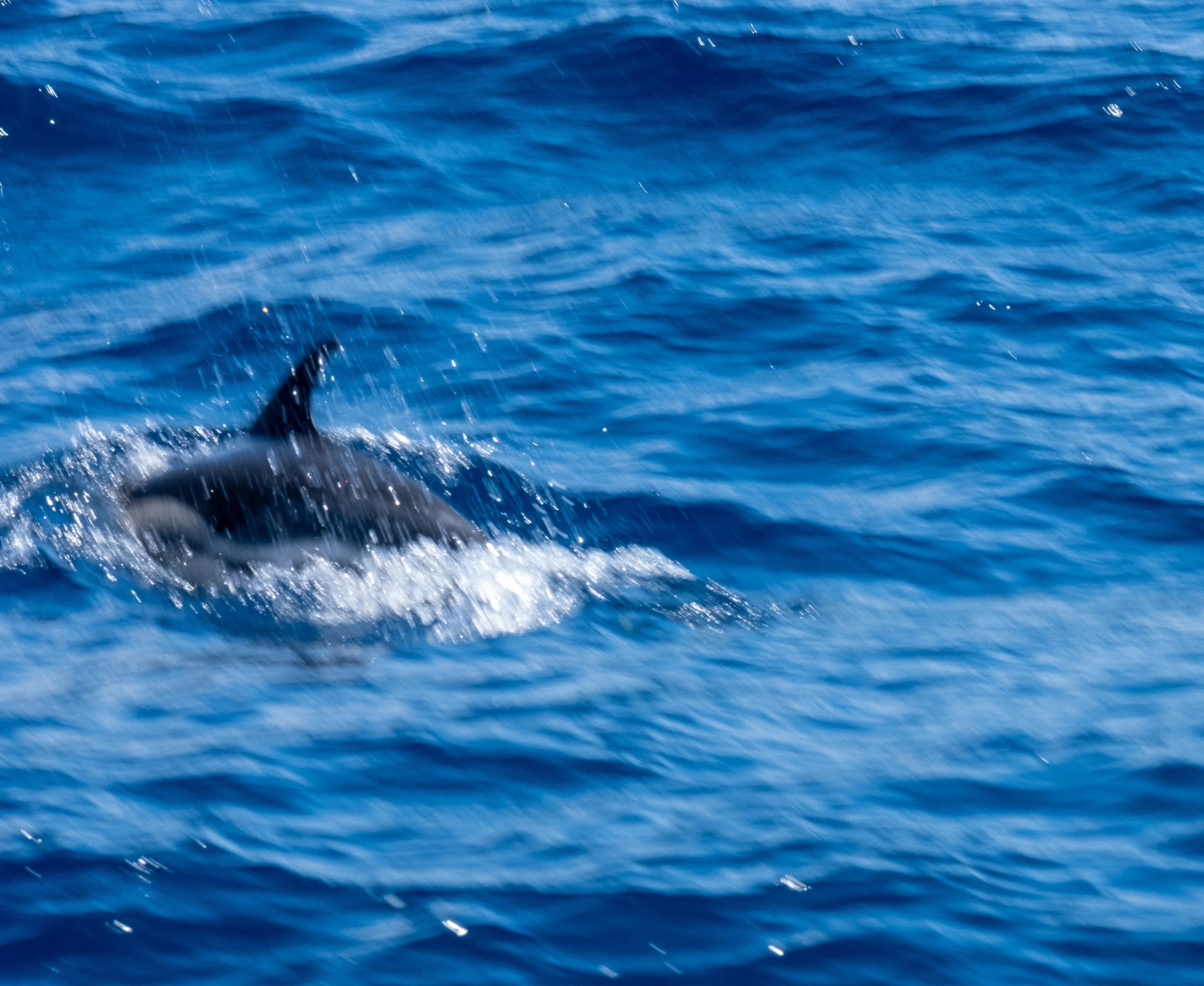 Never managed to capture a dolphin!