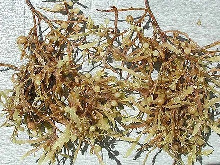 Sargassum seaweed