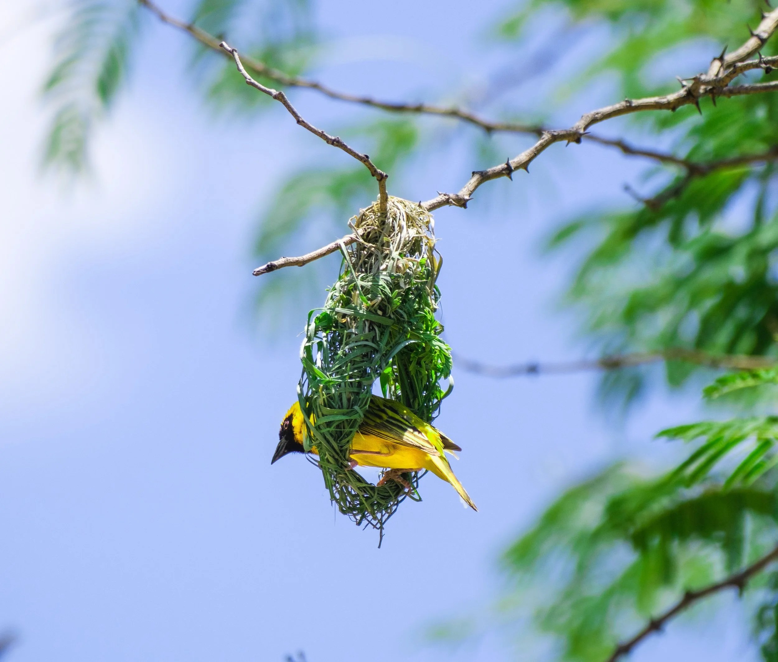  Male Southern Masked Weaver building a nest for his mate 