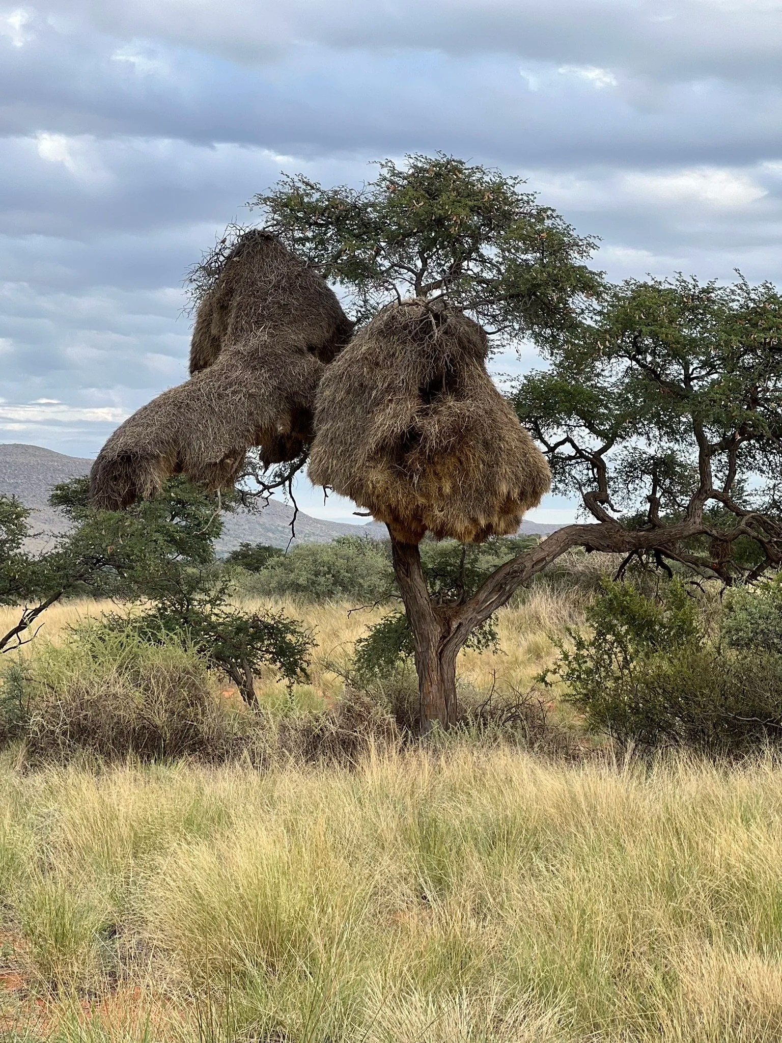  Sociable weavers’ nests. They can be massive and are the home to dozens of familes. You often see them of such a size that branches or whole trees are unable to bear their weight and fall. 