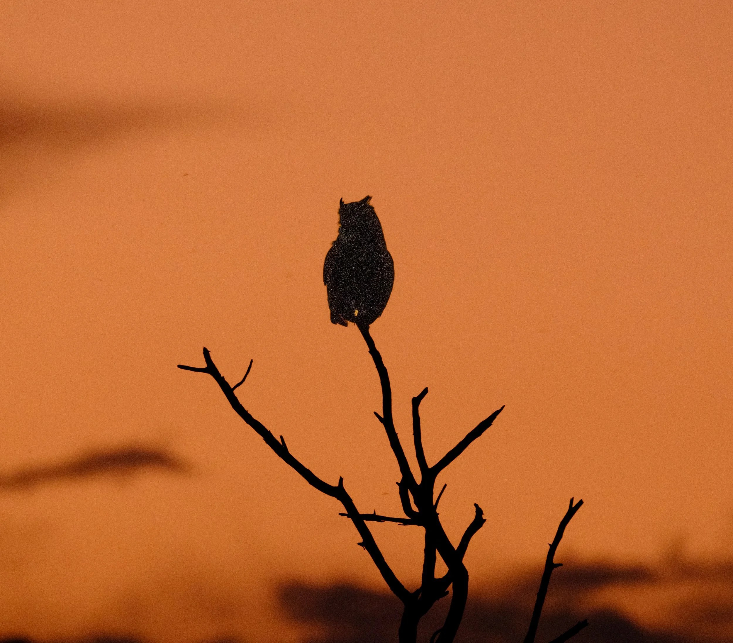  Tswalu, spotted eagle owl against the setting sun 