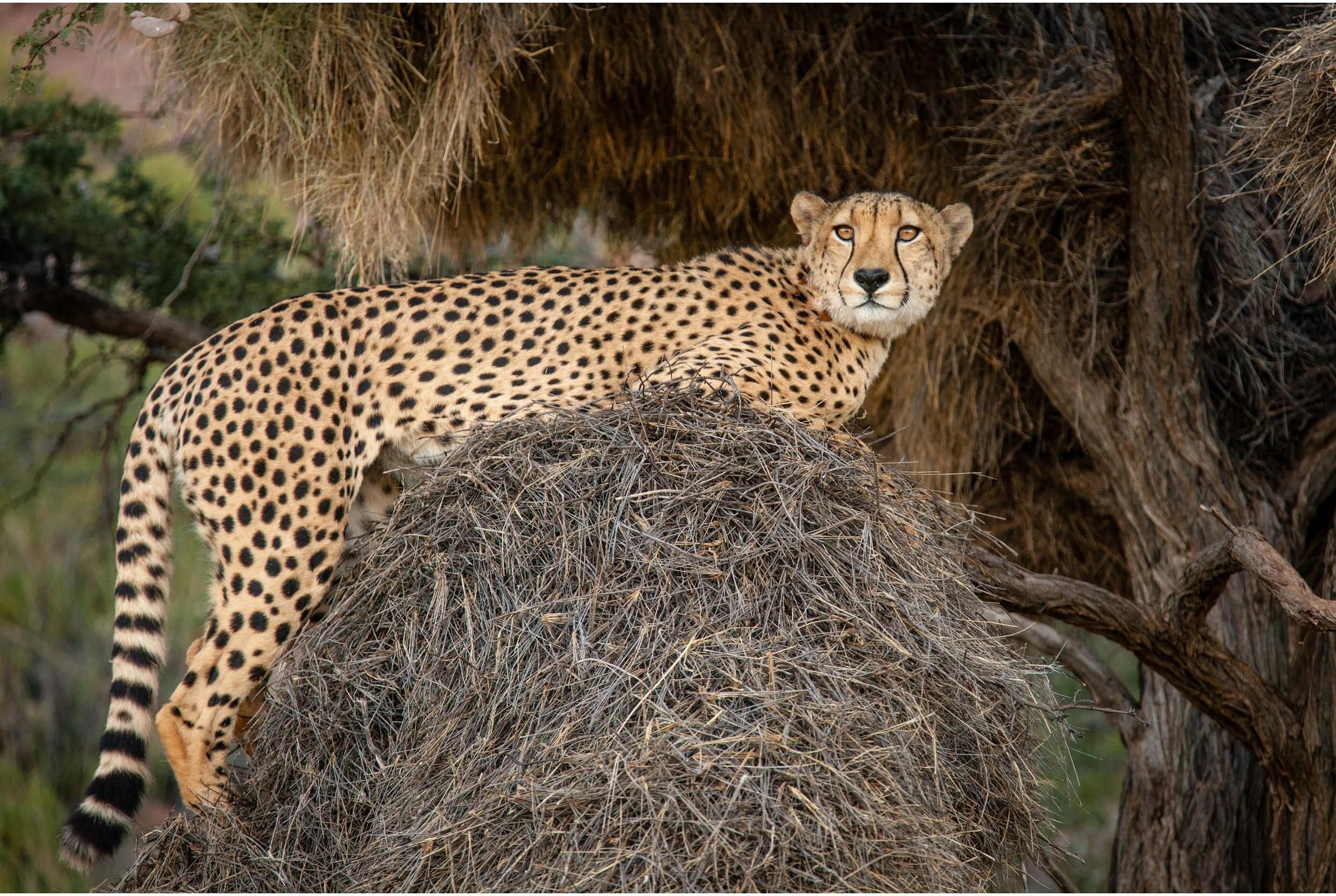  Cheetahs don’t climb trees but this is one of the two cheetah boys from 10 years ago on a sociable weavers nest 